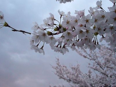 高田城址公園の桜サクラさくら20070414