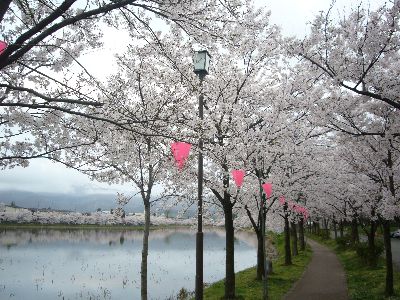 高田城址公園の桜サクラさくら南堀20070415