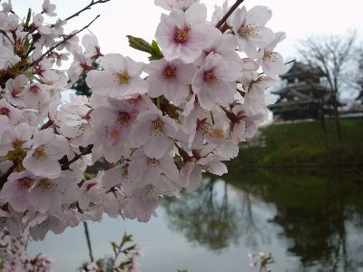 高田城址公園の桜サクラさくら20070416