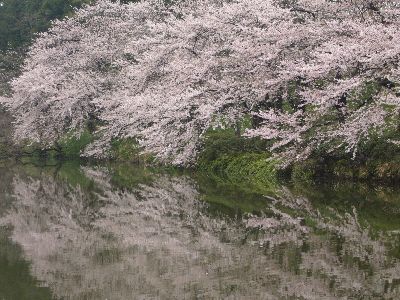 高田城址公園の桜サクラさくら20070418