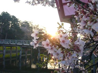 高田城址公園の桜サクラさくら200704201