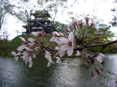 高田城址公園の桜サクラさくら20070421