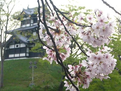 高田城址公園の桜サクラさくら20070422