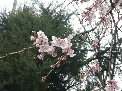 枝垂れ桜榊神社20070402