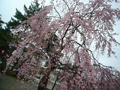 枝垂れ桜2007040301