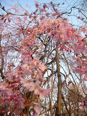 忠霊等近くの紅枝垂れ桜20070407