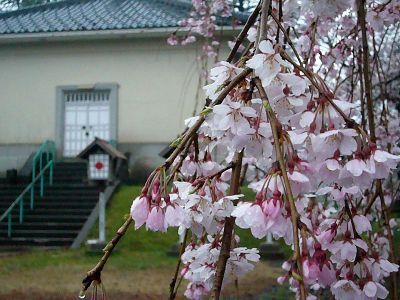 枝垂れ桜20070411