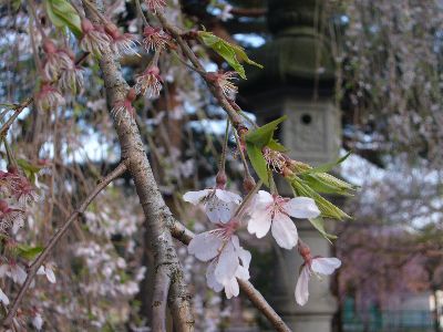 灯籠前のしだれ桜