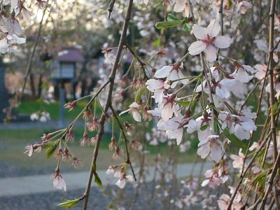 恋する枝垂れ桜