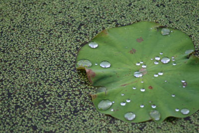 蓮の葉の水玉