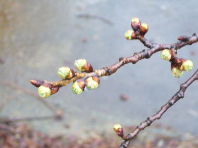 高田城址公園桜サクラさくら2007.03.25.01