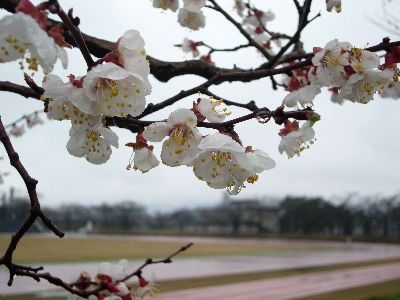 高田城址公園早咲き桜サクラさくら2007.03.25