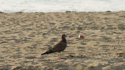 上越の鳶