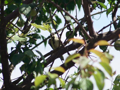 鳥、ついにその姿をとらえる。