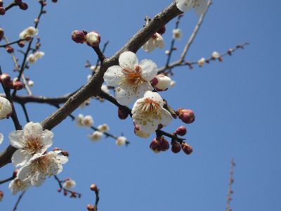 我が家の梅の花