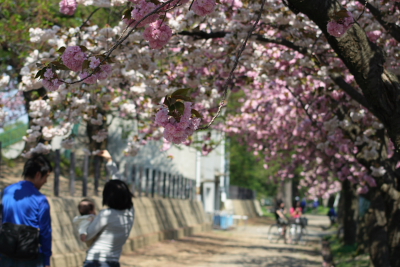 高田城址公園の八重桜（ぼたん桜）20040430