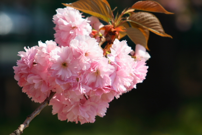 八重桜2004043