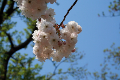 高田城址公園の八重桜（ぼたん桜）20070502