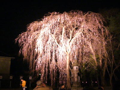 枝垂れ桜のライトアップ20070407