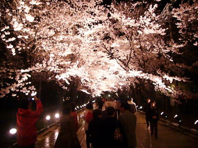 高田城址公園の夜桜20070411